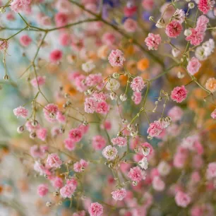 Gypsophile Elegans Rose 1800 graines