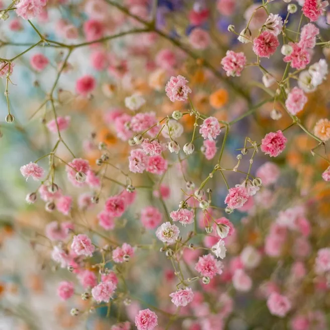 Gypsophile Elegans Rose 1800 graines