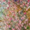 Graines de gypsophile Elegans rose en fleurs dans un jardin naturel