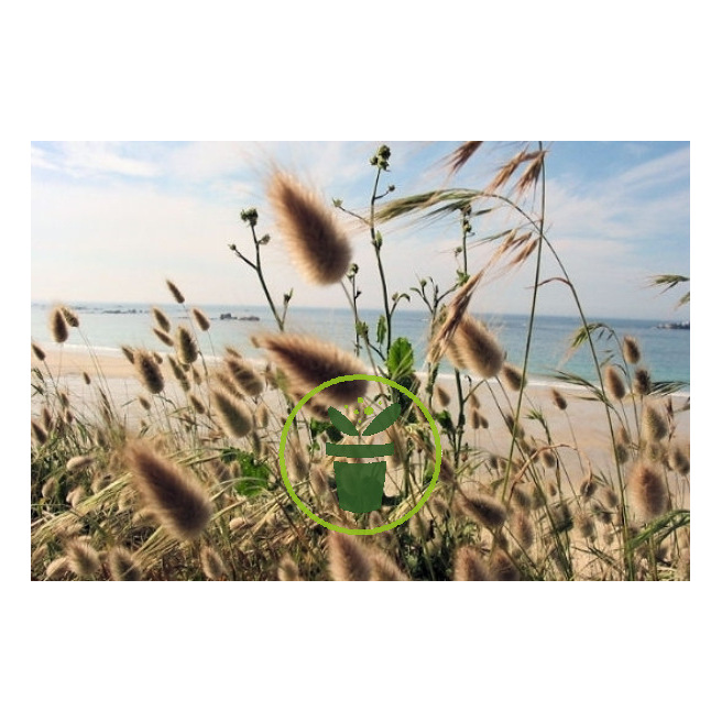 Mélange de graminées ornementales 350 graines