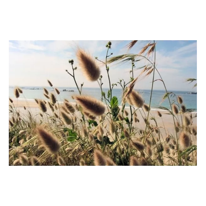 Mélange de graminées ornementales 350 graines