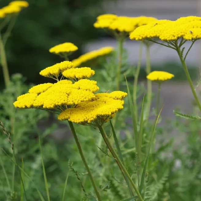 Achillée millefeuille Cloth of Gold 1000 graines