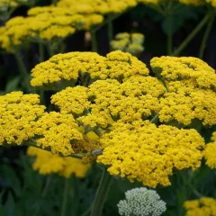 Achillée filipendula Cloth of Gold 1200 graines