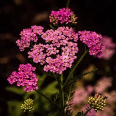 Achillée millefeuille Cerise Queen 400 graines