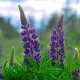 Lupin Bleu (engrais vert) 50 grammes de graines