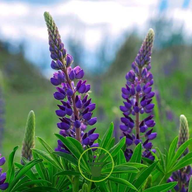 Lupin Bleu (engrais vert) 80 grammes de graines