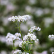 Sarrasin commun (engrais vert) 80 grammes de graines