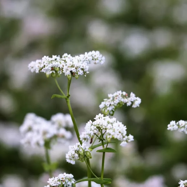 Sarrasin commun (engrais vert) 80 grammes de graines