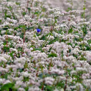 Sarrasin commun (engrais vert) 80 grammes de graines