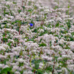 Sarrasin commun (engrais vert) 50 grammes de graines