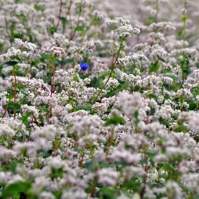 Sarrasin commun (engrais vert) 80 grammes de graines