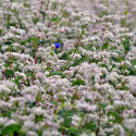 Sarrasin commun (engrais vert) 50 grammes de graines