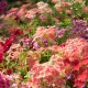 Phlox Cuspidata Nain Etoile Varie 250 graines