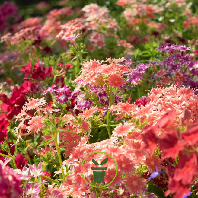 Phlox Cuspidata Nain Etoile Varie 250 graines