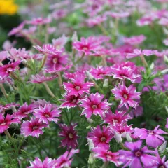 Phlox Cuspidata Nain Etoile Varie 250 graines