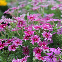 Phlox Cuspidata Nain Etoile Varie 250 graines