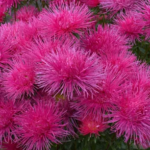 Reine-Marguerite Unicum variée 200 graines