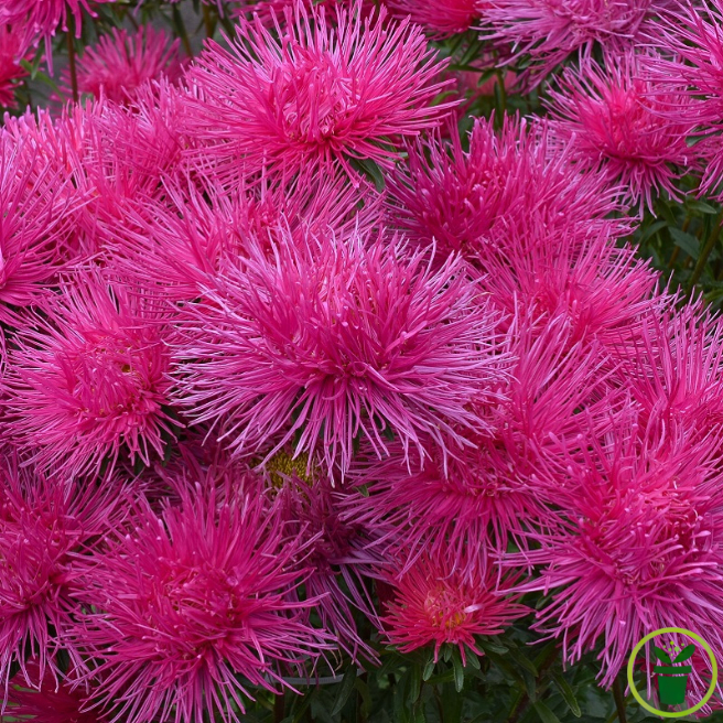 Reine-Marguerite Unicum variée 200 graines