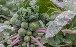 Jardiner en janvier : les premiers semis !