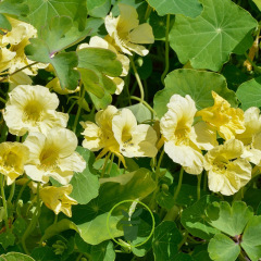 Capucine grimpante Milkmaid  30 graines