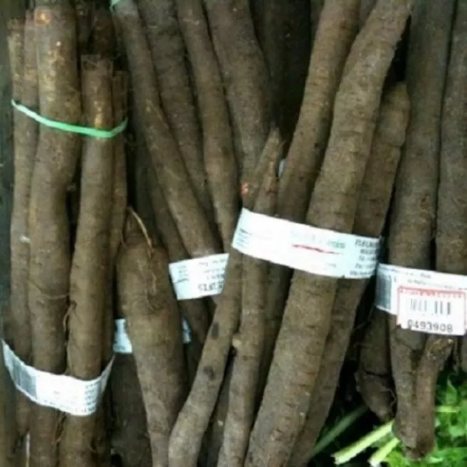 Scorsonère Duplex - Géante Noire de Russie (Salsifis) 300 graines