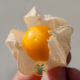 Coqueret du Pérou – Physalis edulis 600 graines