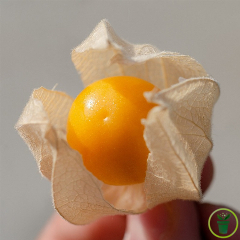 Coqueret du Pérou – Physalis edulis 600 graines