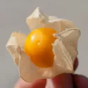 Coqueret du Pérou – Physalis edulis 600 graines