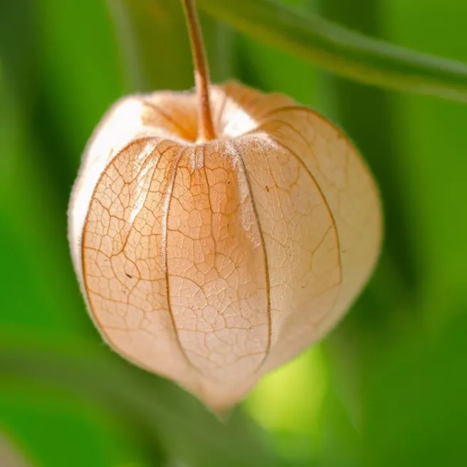 Coqueret du Pérou – Physalis edulis 600 graines