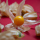 Coqueret du Pérou – Physalis edulis 600 graines