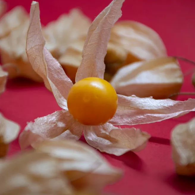 Coqueret du Pérou – Physalis edulis 600 graines