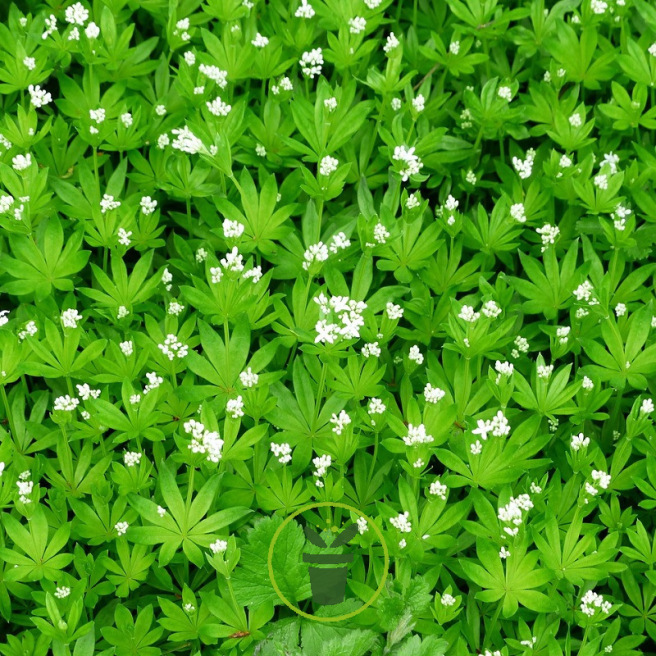 Aspérule odorante 200 graines