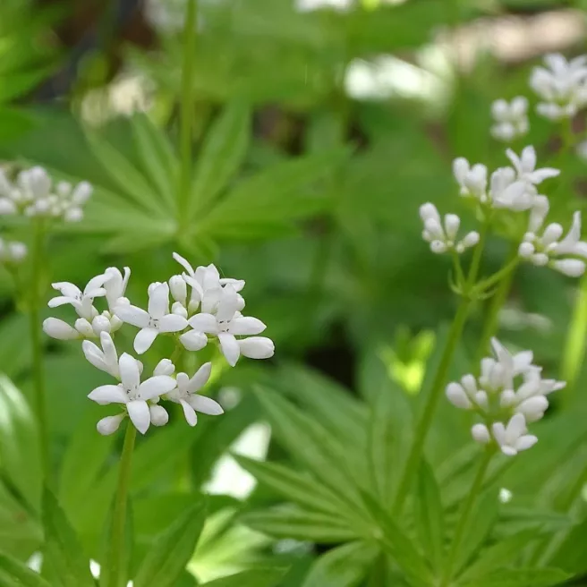 Aspérule odorante 200 graines