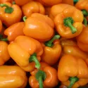 Poivron Orange Horizon 20 graines