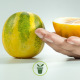 Concombre Lemon Apple - Concombre rond jaune 30 graines