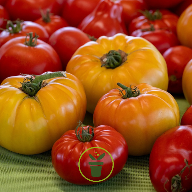 Graines de tomates colorées – Mélange de 3 variétés productives