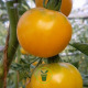 Tomates mélange de 3 variétés 150 graines