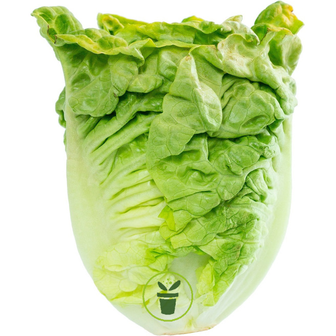 Lettuce - Sucrine Romaine