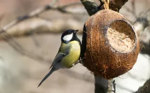 Mésanges de nos jardins : comment accueillir ces auxiliaires ?