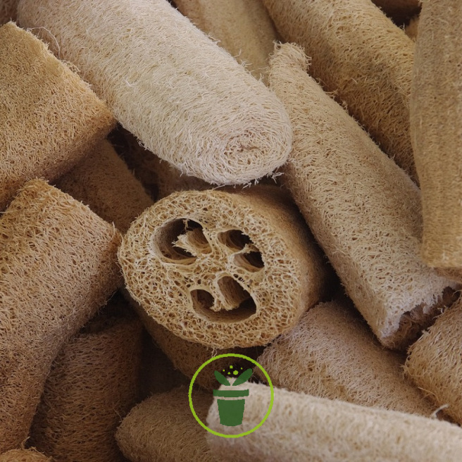 Luffa - éponge végétale graines Luffa - éponge végétale graines