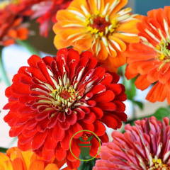 Graines de Zinnia à fleur de Dahlia BIO 1,5 gramme
