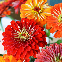 Graines de Zinnia à fleur de Dahlia BIO 1,5 gramme