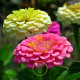 Graines de Zinnia à fleur de Dahlia BIO 1,5 gramme