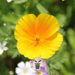 Eschscholtzia de Californie BIO – Pavot de Californie orange 0,5 gramme (+/- 300 graines)