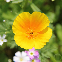 Graines BIO d’Eschscholtzia, pavot de Californie orange en fleurs pour jardin naturel