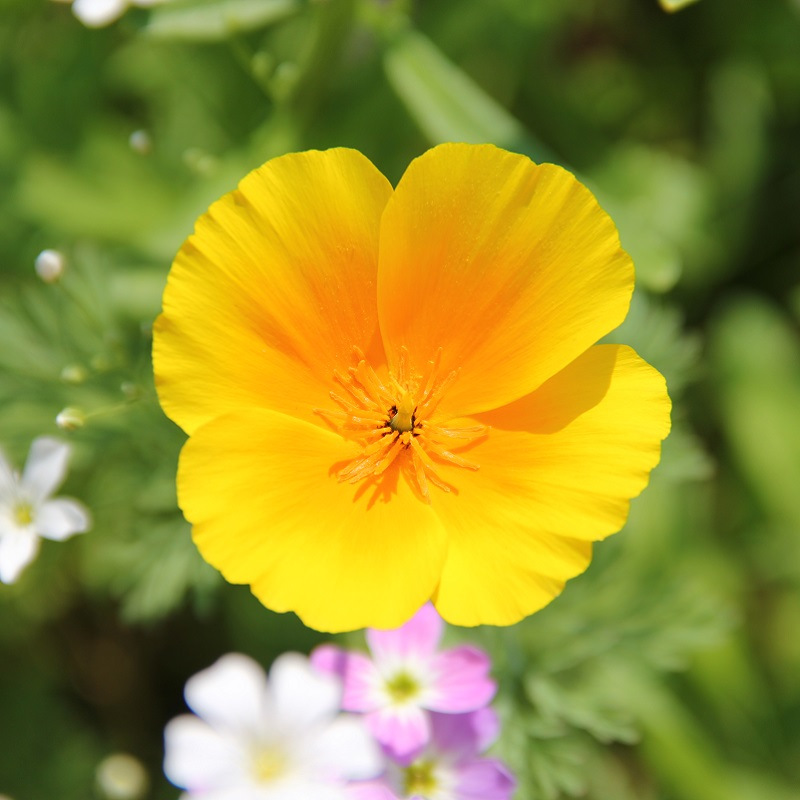 Graines Eschscholtzia BIO – Pavot de Californie orange