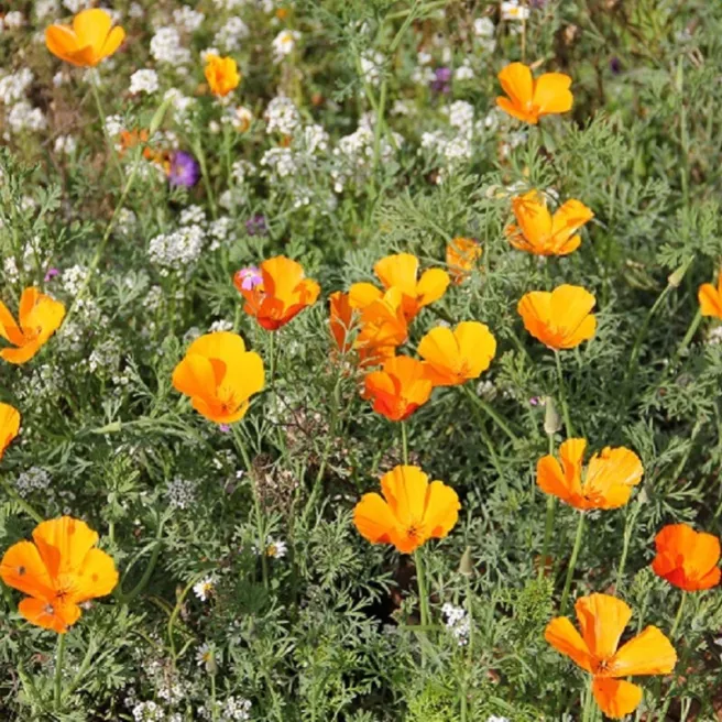 Graines BIO d'Eschscholtzia de Californie – Pavot de Californie orange 0,5 gramme (+/- 300 graines)