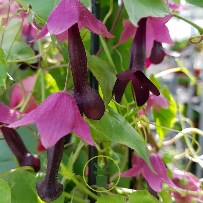 Graines de Rhodochition Purple Bells – Chapeau chinois 10 graines