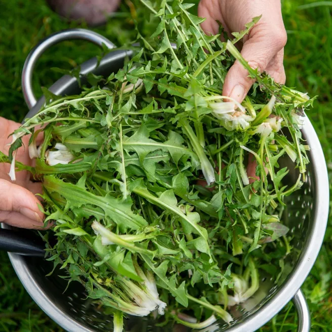 Graines de Pissenlit à Coeur plein amélioré 1500 graines