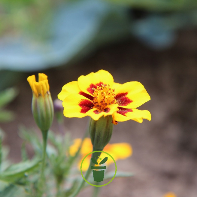 Fleurs comestibles en mélange BIO 2 grammes